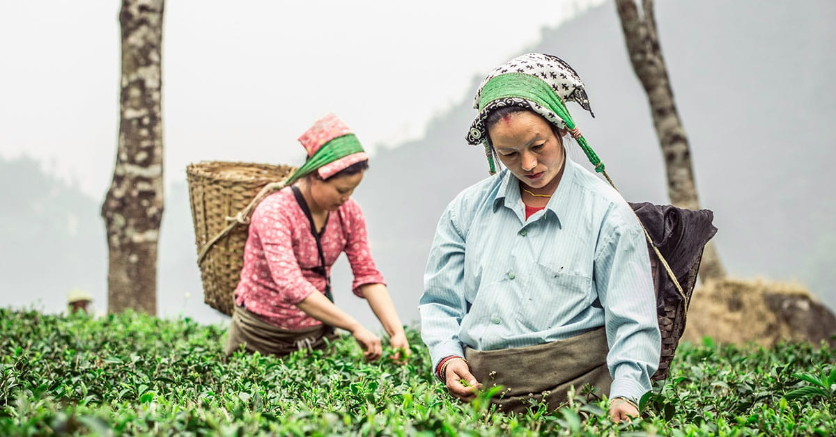 Darjeeling Beyond Tiger Hill: Places Worth Exploring