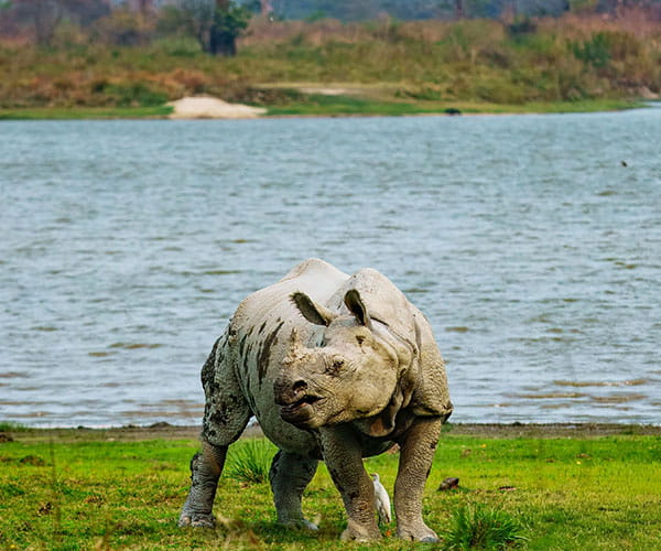Assam