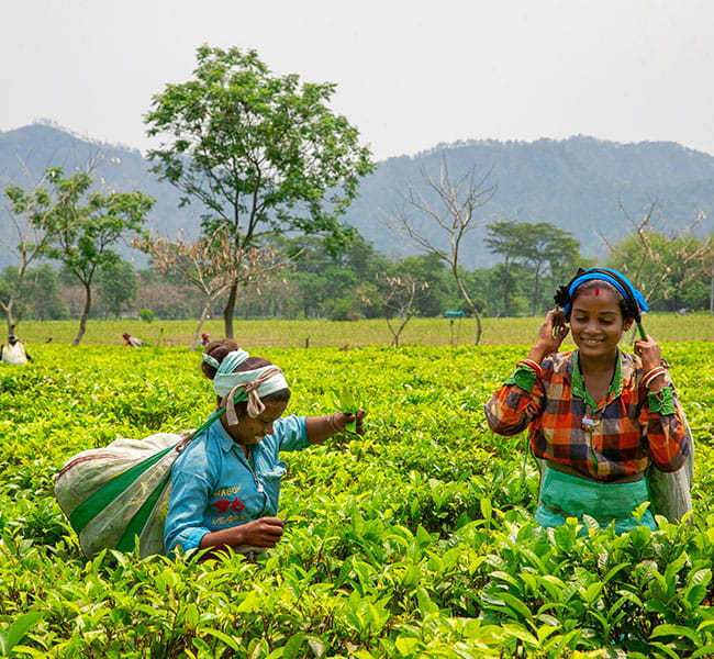 Assam
